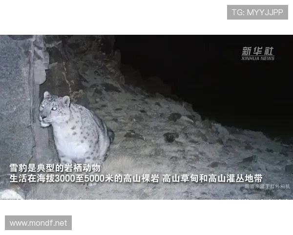 ✅体育直播🏆世界杯直播🏀NBA直播⚽- 祁连山：雪豹等旗舰物种迅速恢复- sports